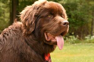 perfil de un grande marrón Terranova perro foto