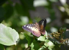 Pretty Garden Butterfly Known as the Brown Clipper photo