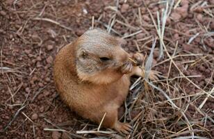 Small Prairie Dog Snacking on Dried Grasses photo