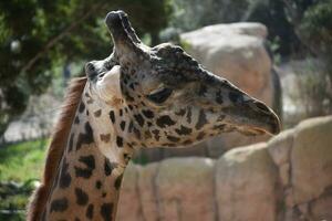 Cute giraffe photo that has dark and light brown fur