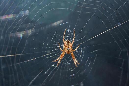 Under Side of a Spider in a Web photo