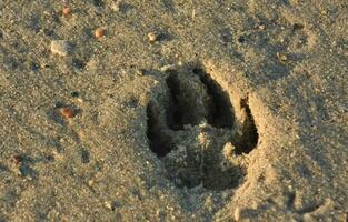 Impression of a Dog Paw in Sand on a Beach photo