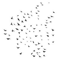 Sketch drawing of a silhouette of a flock of birds flying forward, cling together. Takeoff, flying, flight, flutter, hover, soaring, landing vector