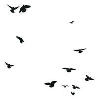 Silhouette sketch of a flock of flying birds, flight in different positions. Hover, soaring, landing, flying, flutter vector