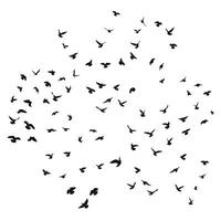 Sketch drawing of a silhouette of a flock of birds flying forward, cling together. Takeoff, flying, flight, flutter, hover, soaring, landing vector