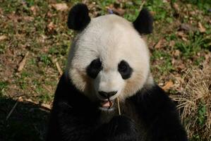 Gorgeous Face of a Panda Bear Eating Bamboo photo