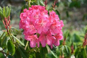 Bright Pink Flowering Rhododendron Bush in the Spring photo
