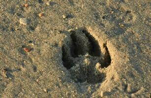 perro pata impresión impresión en playa arena foto