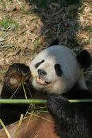 Panda Bear Laying on His Back and Eating Bamboo photo