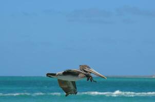 Brown feathered pelican flying through the blue Aruba skies photo