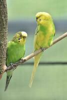 Two Parakeets on a Tree Branch with their Eyes Closed photo