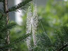 de araña web en naturaleza foto