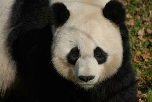 solemne facial expresión en gigante panda oso foto
