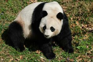 hermosa panda oso sentado en su ancas foto