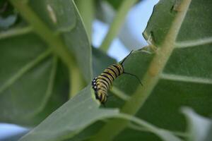 Monarch Caterpillar Eating His Way Along a Leaf photo