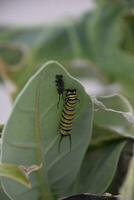 Monarch Caterpillars on the Underside of a Leaf photo