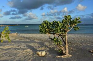 Bush Growing in White Sand Beach of Aruba photo