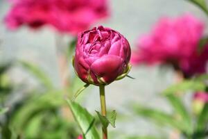 Budding and Flowering Pink Peony Flower Blossom photo