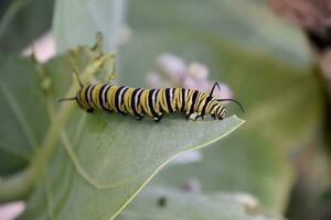 Large Striped Monarch Caterpillar on Milkweed Leaf photo