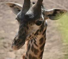 Beautiful angolan adult giraffe with its ears perked photo