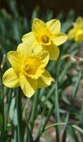 Pair of Flowering Yellow Daffodils in a Garden photo