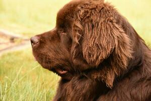 Profile of a Large Breed Newfoundland Dog photo