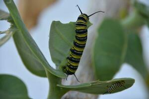 Pair of Monarch Caterpillars on a Giant Milkweed photo