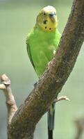 Yellow and Green Bellied True Parrot in a Tree photo