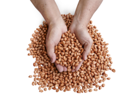 Peanuts in the hands of a farmer on a heap of peanuts PNG transparent