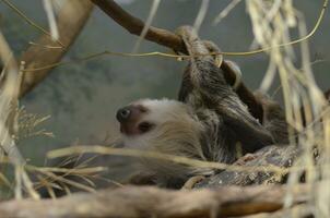 Sloth Making His Way through Tree Tops photo