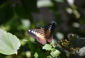 Close Up Look at the Wings of a Brown Clipper Butterfly photo
