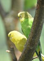 Pair of Sleepy Budgies Sitting Together in a Tree photo