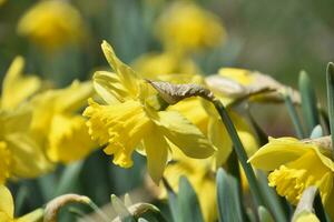 Side View of a Blooming Yellow Daffodil photo
