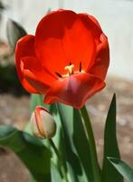 Gorgeous Budding and Flowering Red Tulip in a Garden photo