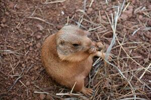 Looking Down at a Small Prairie Dog photo