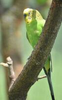 Yellow Parakeet Perched on a Tree Branch photo