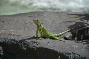 verde iguana en un grande rock en aruba foto