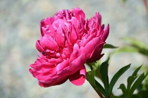 Stunning Pink Oriental Peony Blooming and Flowering photo