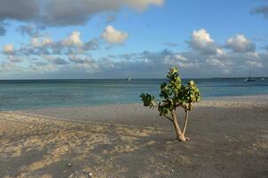 Green Succulent Bush on a Sand Beach in Aruba photo