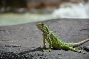 Terrific Close Up Side Profile of a Green Iguana photo