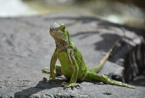 tomando el sol verde iguana en un rock en aruba foto