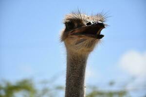 Ostrich Up Close and Personal on a Spring Day photo