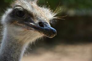 Stunning Close Up Look Into the Face of an Ostrich photo