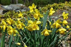 Yellow Daffodils Blooming and Flowering in a Garden photo