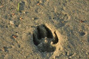 animal pata impresión impreso en el arena en un playa foto