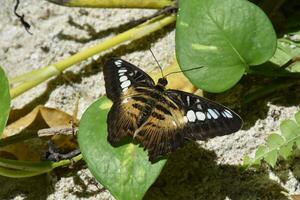 Brown and White Markings on a Clipper Butterfly photo