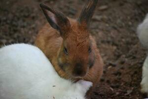 Dark Gray and Brown Baby Rabbit with a Cute Face photo