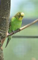 Parakeet with Green Chest and Yellow Face in a Tree photo