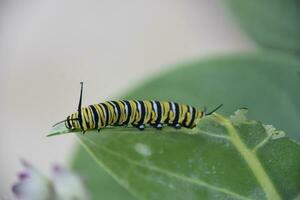 Monarch Caterpillar on the End of a Milkweed Leaf photo