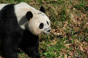 Beautiful Profile of a Giant Panda Bear in a Field photo